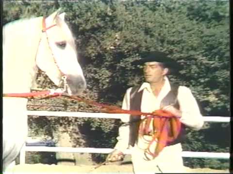 Dean Martin Andalusian Horses